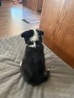 Pip, a male Border Collie for sale in Alvord, TX – 2 of 5