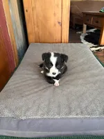 Pip, a male Border Collie for sale in Alvord, TX – 4 of 5