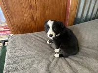 Pip, a male Border Collie for sale in Alvord, TX – 3 of 5