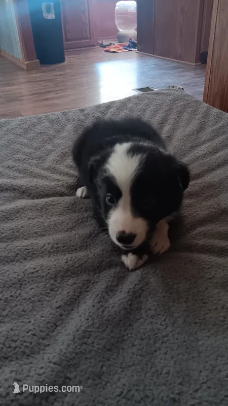 Pip – Border Collie puppy for sale in Alvord, TX