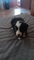 Pip, a male Border Collie for sale in Alvord, TX – 1 of 5