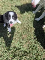 Rose , a female Border Collie for sale in Alvord, TX – 4 of 5