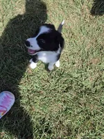Rose , a female Border Collie for sale in Alvord, TX – 5 of 5