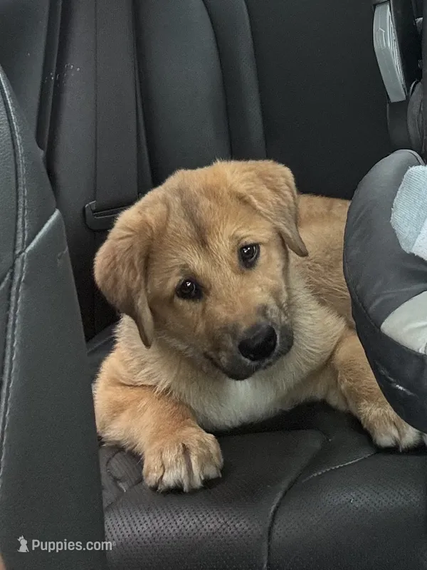 Brownie – Australian Shepherd puppy for sale in Cleveland, OH