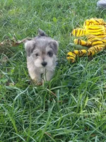 Bambi, a female Miniature Schnauzer for sale in Goldsboro, NC – 5 of 5