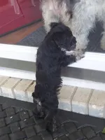 Bean, a female Miniature Schnauzer for sale in Goldsboro, NC – 3 of 5