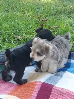 Bambi, a female Miniature Schnauzer for sale in Goldsboro, NC – 3 of 5