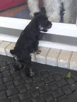 Bean, a female Miniature Schnauzer for sale in Goldsboro, NC – 2 of 5