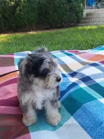 Joe, a male Miniature Schnauzer for sale in Goldsboro, NC – 5 of 5