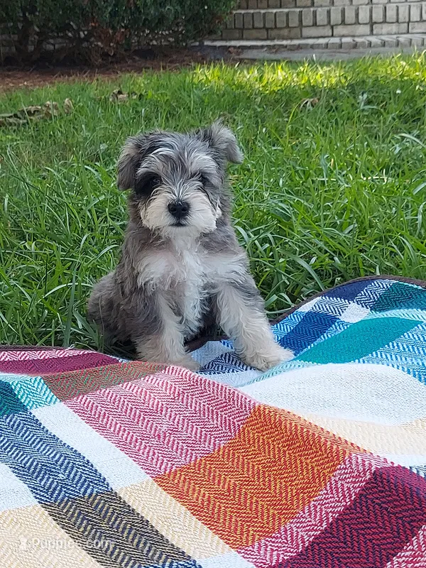 Joe – Miniature Schnauzer puppy for sale in Goldsboro, NC