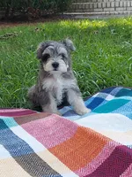 Joe, a male Miniature Schnauzer for sale in Goldsboro, NC – 1 of 5