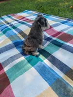 Joe, a male Miniature Schnauzer for sale in Goldsboro, NC – 2 of 5