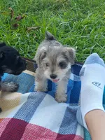 Bambi, a female Miniature Schnauzer for sale in Goldsboro, NC – 4 of 5