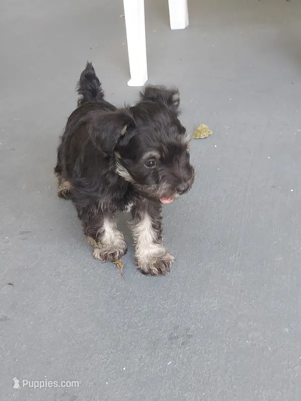 Bean – Miniature Schnauzer puppy for sale in Goldsboro, NC