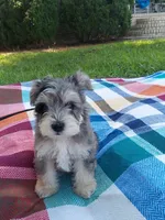 Joe, a male Miniature Schnauzer for sale in Goldsboro, NC – 4 of 5