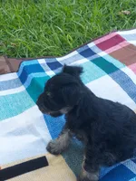 Bean, a female Miniature Schnauzer for sale in Goldsboro, NC – 5 of 5