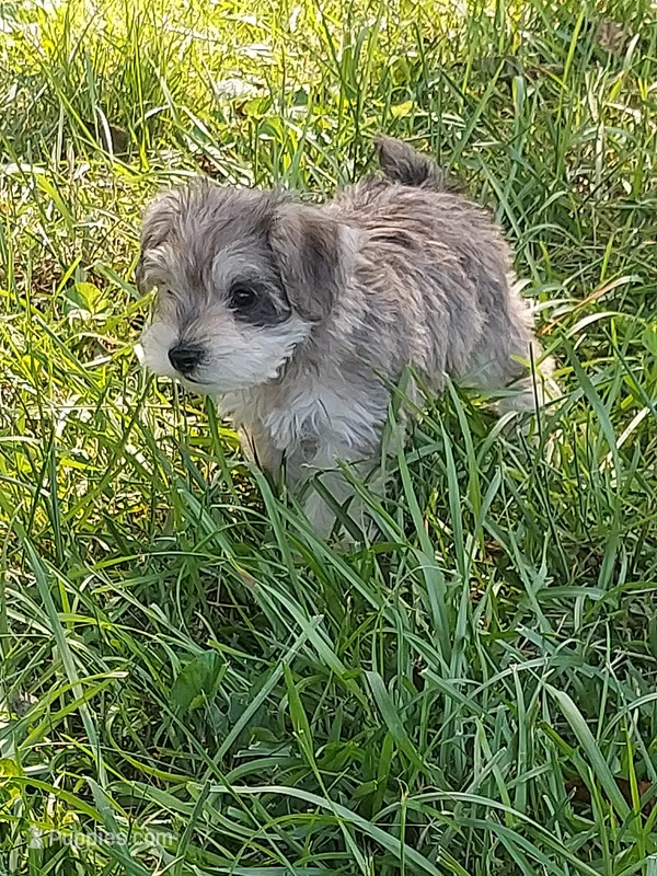 Bambi – Miniature Schnauzer puppy for sale in Goldsboro, NC