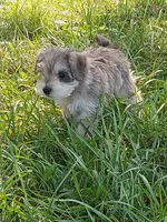 Bambi, a female Miniature Schnauzer for sale in Goldsboro, NC – 1 of 5