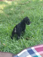 Bean, a female Miniature Schnauzer for sale in Goldsboro, NC – 1 of 5