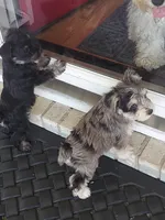 Bean, a female Miniature Schnauzer for sale in Goldsboro, NC – 4 of 5