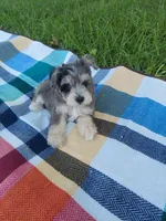 Joe, a male Miniature Schnauzer for sale in Goldsboro, NC – 3 of 5