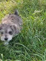 Bambi, a female Miniature Schnauzer for sale in Goldsboro, NC – 2 of 5