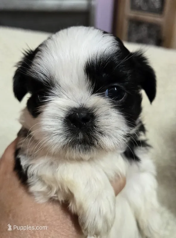Imperial Boy 3 – Shih Tzu puppy for sale in Clear Lake, IA