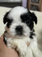 Imperial Boy 3, a male Shih Tzu for sale in Clear Lake, IA – 1 of 3