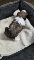 Girl 1 imperial, a female Shih Tzu for sale in Clear Lake, IA – 3 of 5