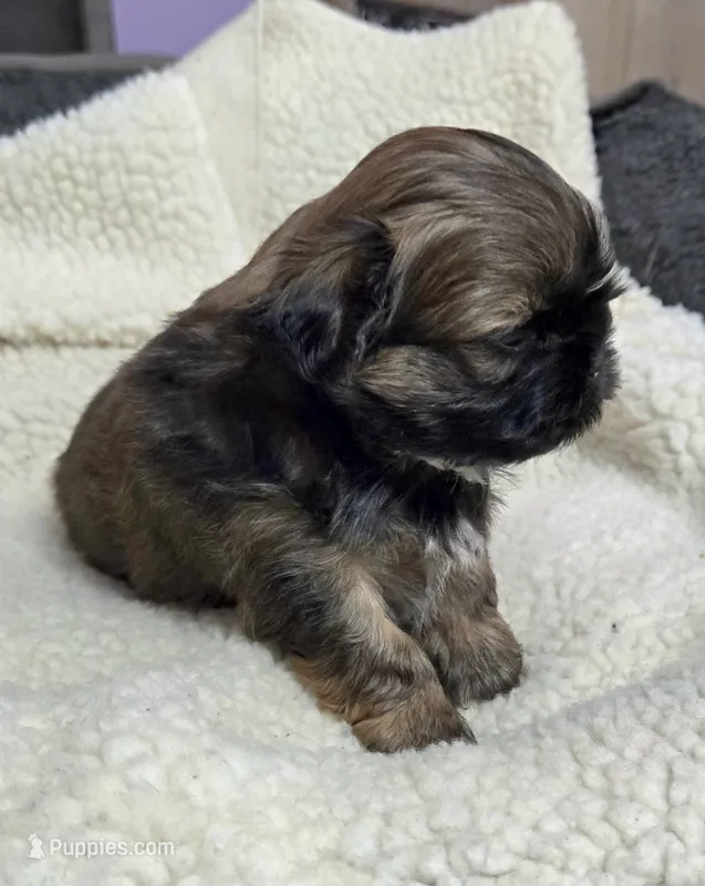 Imperial gold boy, a male Shih Tzu for sale in Clear Lake, IA – 1 of 4