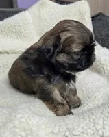Imperial gold boy, a male Shih Tzu for sale in Clear Lake, IA – 1 of 4