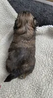 Imperial gold boy, a male Shih Tzu for sale in Clear Lake, IA – 4 of 4