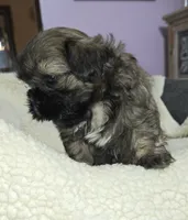 Imperial Boy, a male Shih Tzu for sale in Clear Lake, IA – 3 of 7