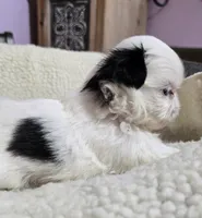 Imperial Boy 1, 2 blue eyes, a male Shih Tzu for sale in Clear Lake, IA – 5 of 6