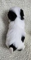 Imperial Boy 1, 2 blue eyes, a male Shih Tzu for sale in Clear Lake, IA – 6 of 6
