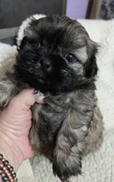 Imperial Boy, a male Shih Tzu for sale in Clear Lake, IA – 2 of 7