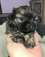 Imperial Boy, a male Shih Tzu for sale in Clear Lake, IA – 6 of 7