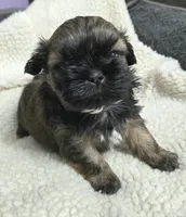 Imperial gold boy, a male Shih Tzu for sale in Clear Lake, IA – 2 of 4