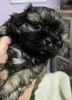 Imperial Boy, a male Shih Tzu for sale in Clear Lake, IA – 5 of 7