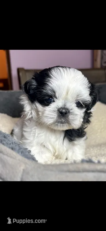 Girl 2 – Shih Tzu puppy on hold in Clear Lake, IA