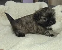 Imperial Boy, a male Shih Tzu for sale in Clear Lake, IA – 4 of 7