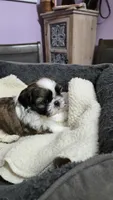Girl 1 imperial, a female Shih Tzu for sale in Clear Lake, IA – 5 of 5