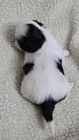 Imperial Boy 2 one blue eye, a male Shih Tzu for sale in Clear Lake, IA – 2 of 3