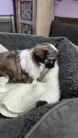 Girl 1 imperial, a female Shih Tzu for sale in Clear Lake, IA – 4 of 5
