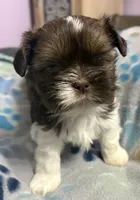 Imperial Boy 2, a male Shih Tzu for sale in Clear Lake, IA – 1 of 3