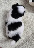 Imperial Boy 3, a male Shih Tzu for sale in Clear Lake, IA – 2 of 3