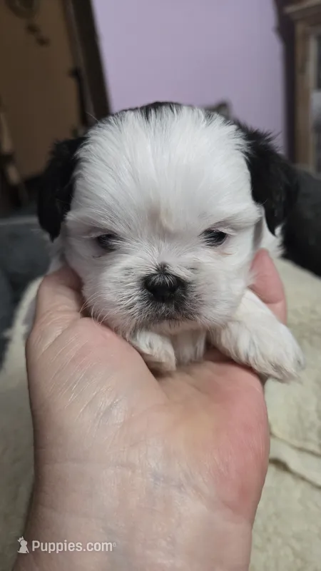 Blue eye boy imperial – Shih Tzu puppy for sale in Clear Lake, IA