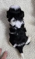 Girl 2 imperial, a female Shih Tzu for sale in Clear Lake, IA – 2 of 2