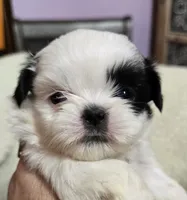 Imperial Boy 1, 2 blue eyes, a male Shih Tzu for sale in Clear Lake, IA – 2 of 6