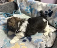 Imperial boy 1, a male Shih Tzu for sale in Clear Lake, IA – 4 of 4
